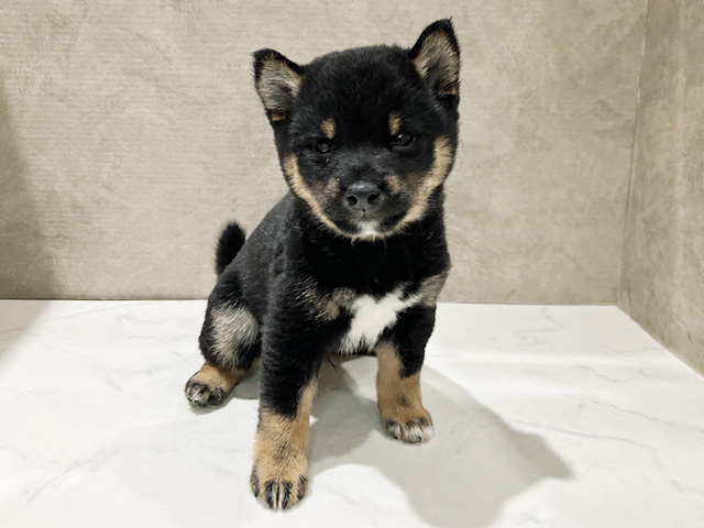 秋田県の豆柴 (ペッツファースト秋田店/2026年3月24日生まれ/男の子/黒)の子犬の1枚目の画像