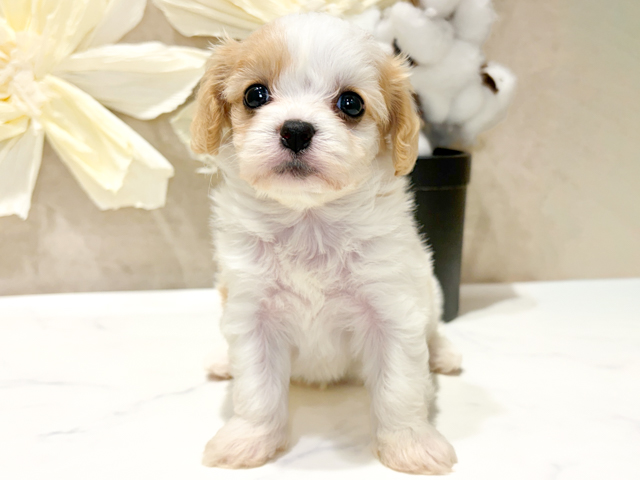 兵庫県のハーフ犬・ミックス犬 (ペッツファースト神戸三宮センター街店/2026年4月1日生まれ/女の子/ブレンハイム)の子犬の1枚目の画像