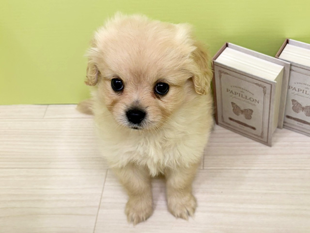 三重県のハーフ犬・ミックス犬 (ペッツファースト四日市泊店/2026年4月1日生まれ/女の子/クリーム)の子犬の1枚目の画像