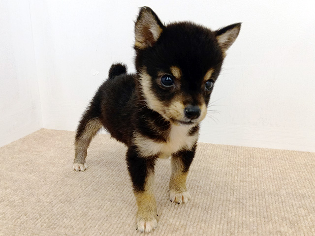 富山県の豆柴 (ペッツファースト富山店/2026年3月19日生まれ/女の子/黒)の子犬の1枚目の画像