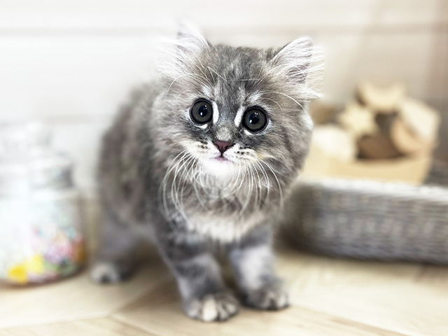 サイベリアン