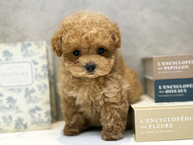 埼玉県のトイプードル(ティーカップ) (ペッツファースト川口店/2026年4月1日生まれ/男の子/オレンジフォーン)の子犬の1枚目の画像