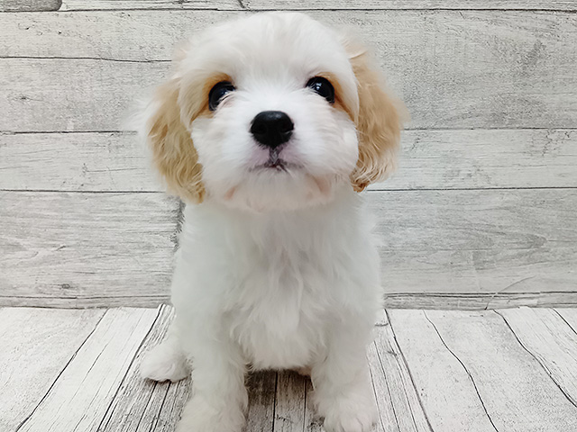 新潟県のハーフ犬・ミックス犬 (ペッツファースト三条店/2026年3月12日生まれ/女の子/ホワイトクリーム)の子犬の1枚目の画像