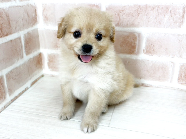 さいたま犬 子犬の詳細情報 (埼玉県/2026年4月1日生まれ/女の子/クリームホワイト