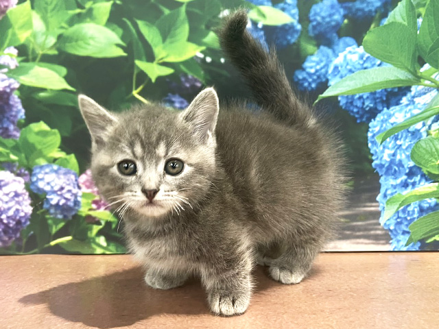 埼玉県のラムキン (ペッツファースト与野店/2026年4月6日生まれ/女の子/ブルータビー)の子猫の1枚目の画像