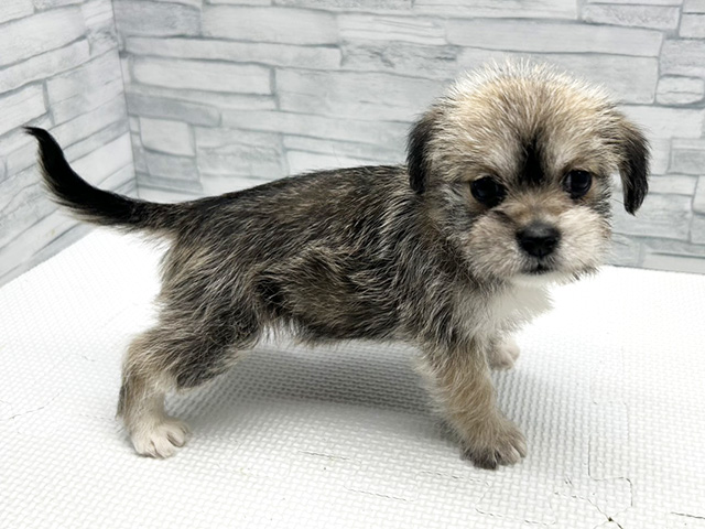 神奈川県のハーフ犬・ミックス犬 (ペッツファースト横浜瀬谷店/2026年4月6日生まれ/女の子/ウィートン)の子犬の1枚目の画像