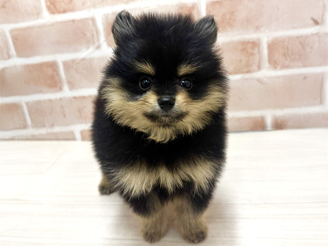 埼玉県のポメラニアン (ペッツファースト春日部店/2026年4月7日生まれ/男の子/ブラックタン)の子犬