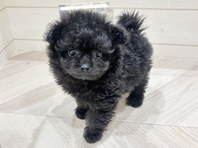 ポメプー