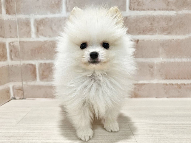 神奈川県のポメラニアン (ペッツファースト秦野店/2026年4月6日生まれ/男の子/クリーム)の子犬の1枚目の画像