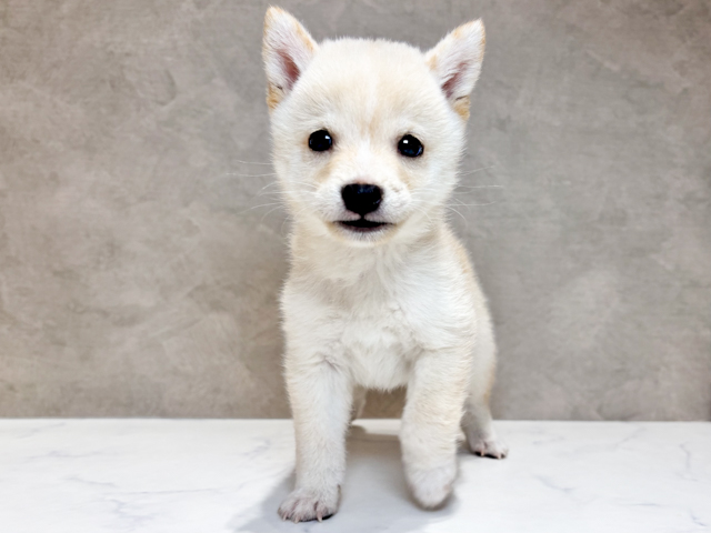 東京都の豆柴 (ペッツファースト神楽坂店/2026年4月6日生まれ/男の子/白)の子犬の1枚目の画像