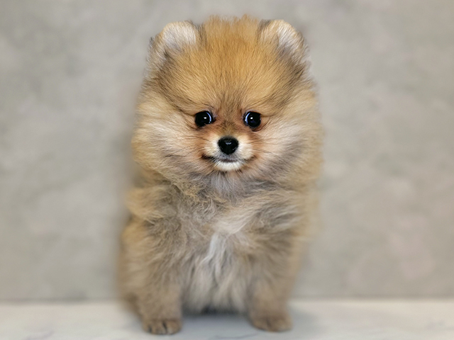 ポメラニアン