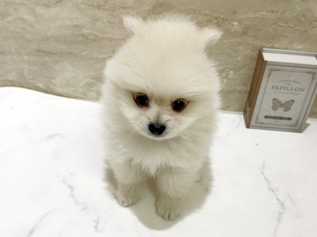 ポメラニアン
