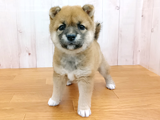 埼玉県の豆柴 (ペッツファースト埼玉大井店/2026年3月29日生まれ/女の子/赤)の子犬の1枚目の画像