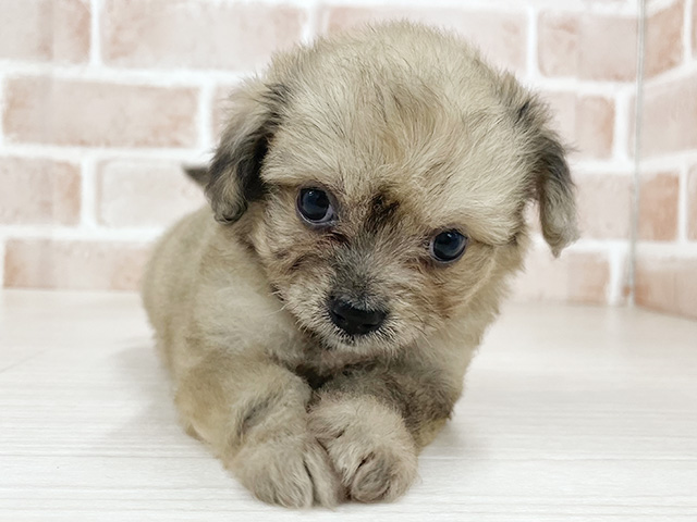 東京都のハーフ犬・ミックス犬 (ペッツファースト八王子多摩美大前店/2026年4月9日生まれ/女の子/フォーン)の子犬の1枚目の画像