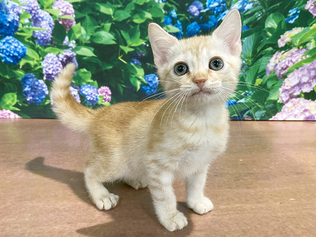 埼玉県のマンチカン (ペッツファースト与野店/2026年4月8日生まれ/男の子/クリームタビー)の子猫