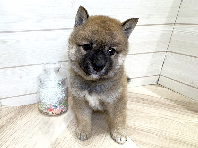広島県の豆柴 (ペッツファースト広島府中店/2026年3月31日生まれ/男の子/赤)の子犬