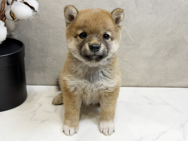愛知県の豆柴 (ペッツファースト名古屋栄店/2026年3月31日生まれ/女の子/赤)の子犬