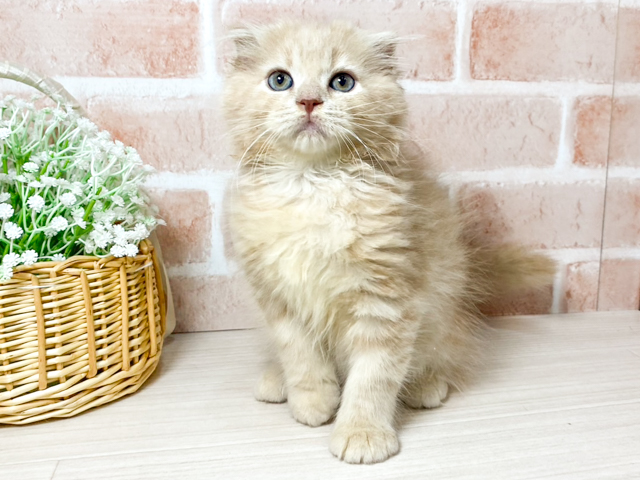広島県のスコティッシュフォールド (ペッツファースト広島本通店/2026年4月6日生まれ/男の子/クリームタビー)の子猫の1枚目の画像