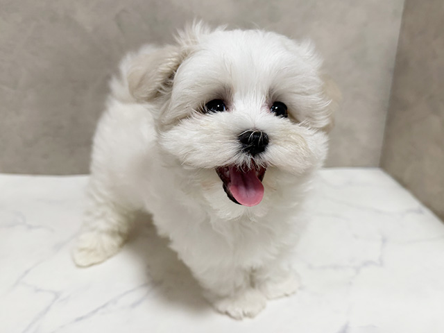 千葉県のマルチーズ (ペッツファースト稲毛店/2026年4月8日生まれ/男の子/ホワイト)の子犬の1枚目の画像