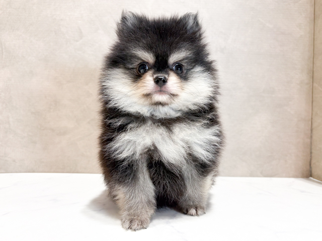 東京都のポメラニアン (ペッツファースト神楽坂店/2026年4月7日生まれ/男の子/ブラックタン)の子犬の1枚目の画像