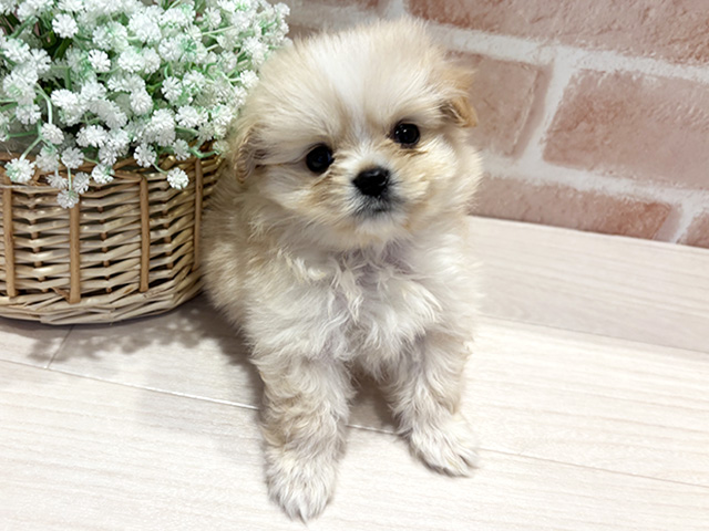 神奈川県のハーフ犬・ミックス犬 (ペッツファースト横浜元町店/2026年4月8日生まれ/男の子/クリーム)の子犬の1枚目の画像