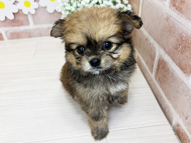 鹿児島県のハーフ犬・ミックス犬 (ペッツファースト鹿児島店/2026年4月8日生まれ/女の子/レッド)の子犬の1枚目の画像