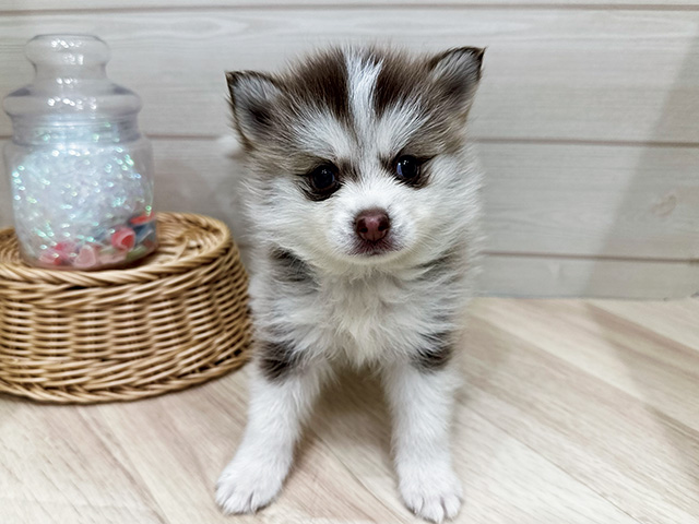 広島県のハーフ犬・ミックス犬 (ペッツファースト広島府中店/2026年4月8日生まれ/女の子/チョコレートホワイト)の子犬の1枚目の画像