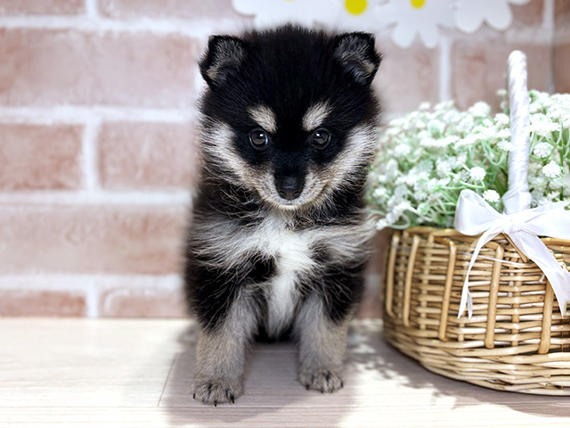 岡山県のハーフ犬・ミックス犬 (ペッツファースト倉敷店/2026年4月8日生まれ/女の子/ブラックホワイト)の子犬