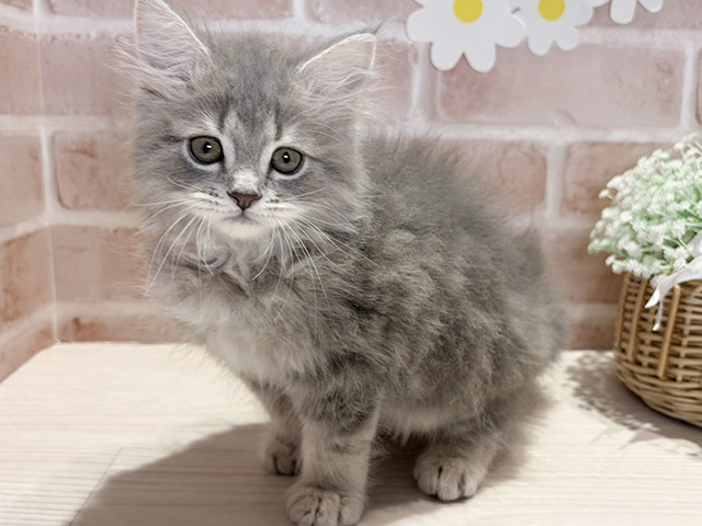岡山県のサイベリアン (ペッツファースト倉敷店/2026年4月8日生まれ/男の子/ブルータビー)の子猫