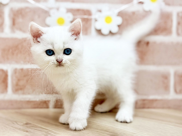 ブリティッシュ