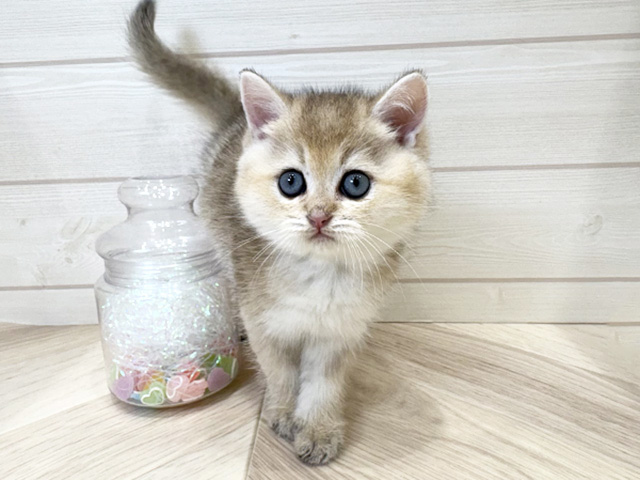 ブリティッシュ