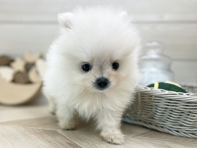 愛知県のポメラニアン (ペッツファースト大高店/2026年4月6日生まれ/女の子/クリーム)の子犬の1枚目の画像