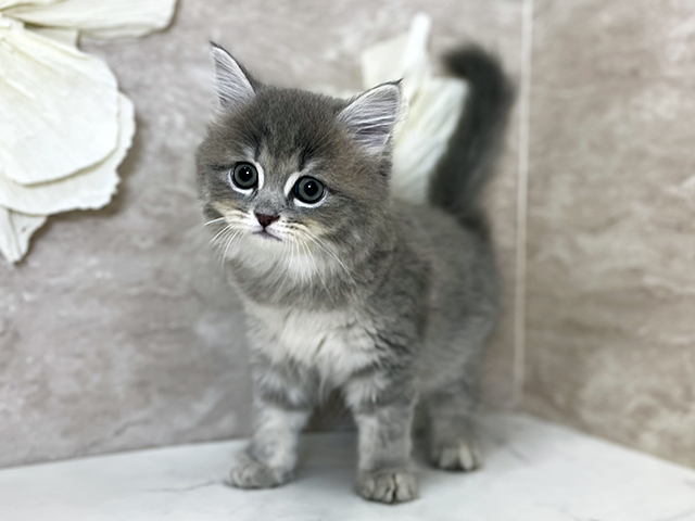 東京都のサイベリアン (ペッツファースト下北沢店/2026年4月9日生まれ/女の子/ブルータビー)の子猫の1枚目の画像