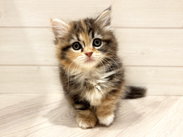 東京都のマンチカン (ペッツファースト豊洲店/2026年4月7日生まれ/女の子/キャリコ)の子猫の1枚目の画像
