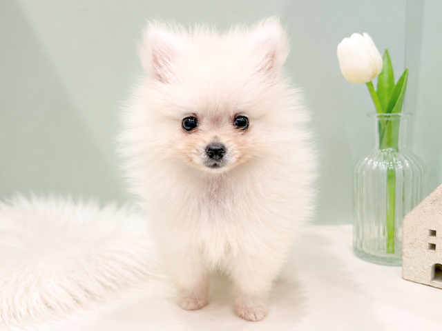 東京都のポメラニアン (ペッツファースト麻布十番店/2026年4月9日生まれ/女の子/クリーム)の子犬の1枚目の画像
