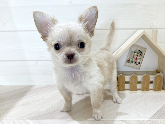 鳥取県のチワワ(ロング) (ペッツファースト日吉津店/2026年4月7日生まれ/男の子/クリーム)の子犬の1枚目の画像