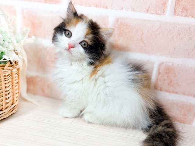 広島県のマンチカン (ペッツファースト広島本通店/2026年4月6日生まれ/女の子/キャリコ)の子猫の1枚目の画像