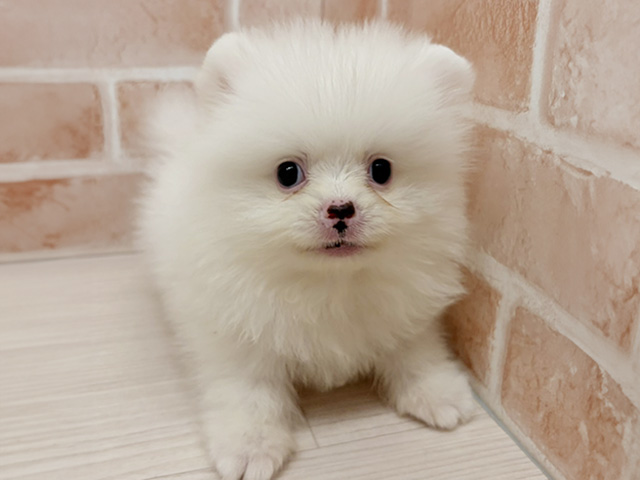 愛知県のポメラニアン (ペッツファースト一宮店/2026年4月9日生まれ/男の子/クリーム)の子犬