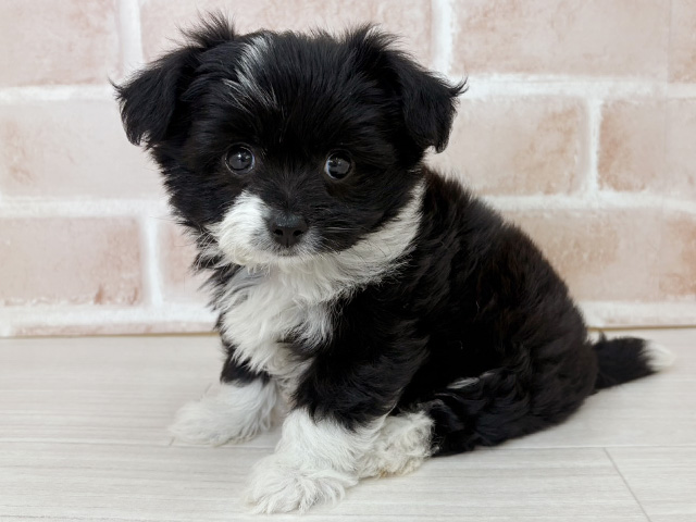 埼玉県のハーフ犬・ミックス犬 (ペッツファーストさいたま新都心店/2026年4月12日生まれ/女の子/ブラックホワイト)の子犬