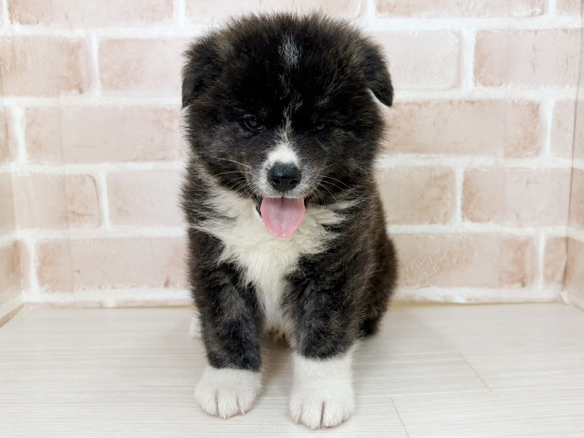埼玉県の秋田犬 (ペッツファーストさいたま新都心店/2026年4月10日生まれ/男の子/虎)の子犬の1枚目の画像