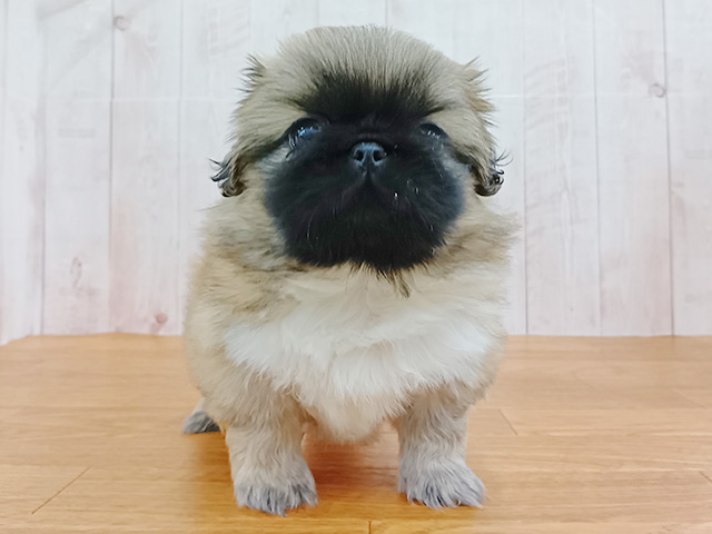 埼玉県のペキニーズ (ペッツファースト埼玉大井店/2026年4月10日生まれ/男の子/フォーン)の子犬の1枚目の画像