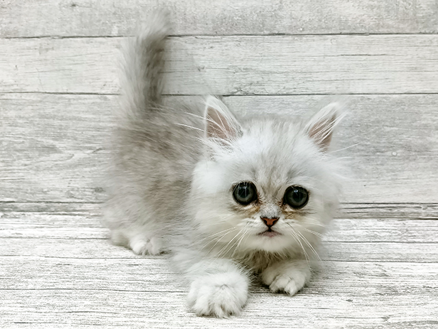 埼玉県のペルシャ (ペッツファースト与野店/2026年4月3日生まれ/男の子/チンチラシルバー)の子猫