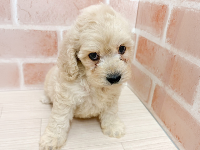 愛知県のコッカプー(アメリカンコッカースパニエル×プードル) (ペッツファースト一宮店/2026年4月12日生まれ/女の子/バフ)の子犬の1枚目の画像
