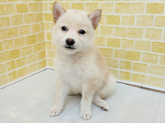 柴犬, 性別 女の子, 誕生日 2026/04/13, 毛色 白, 出身 千葉県, 店舗 長岡店(新潟県), お問い合わせ番号 100940361