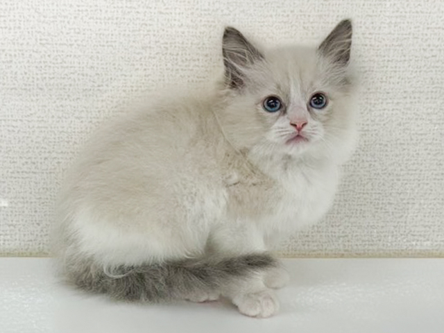 ラグドール, 性別 男の子, 誕生日 2026/04/11, 毛色 ブルーポイントバイカラー, 出身 山形県, 店舗 長野南店(長野県), お問い合わせ番号 100940379