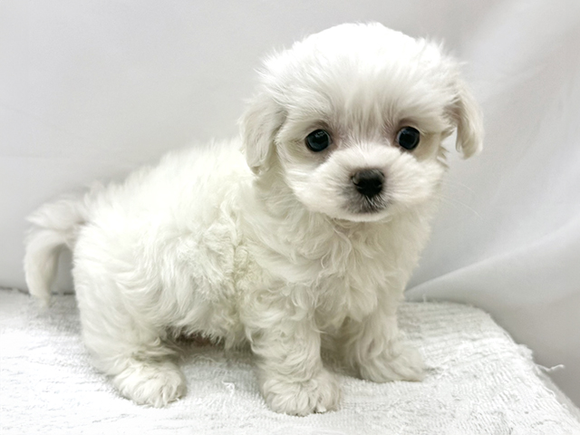 東京都のハーフ犬・ミックス犬 (ペッツファーストビバホーム豊洲店/2026年4月12日生まれ/男の子/ホワイト)の子犬の1枚目の画像