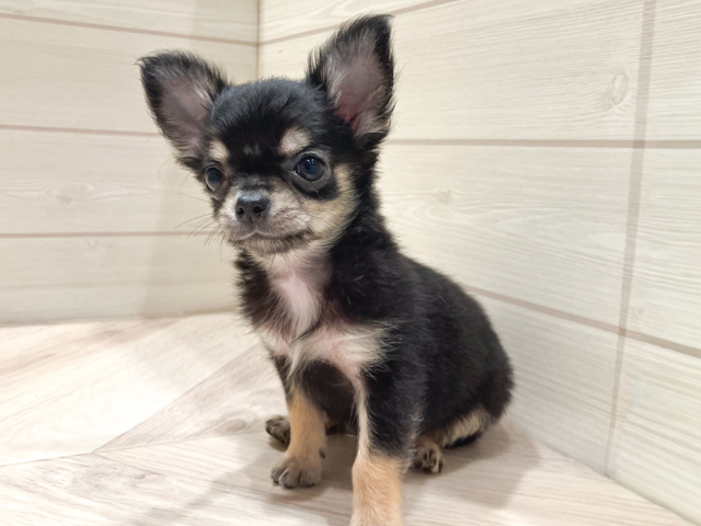 東京都のチワワ(ロング) (ペッツファースト豊洲店/2026年4月8日生まれ/女の子/ブラックタン)の子犬の1枚目の画像