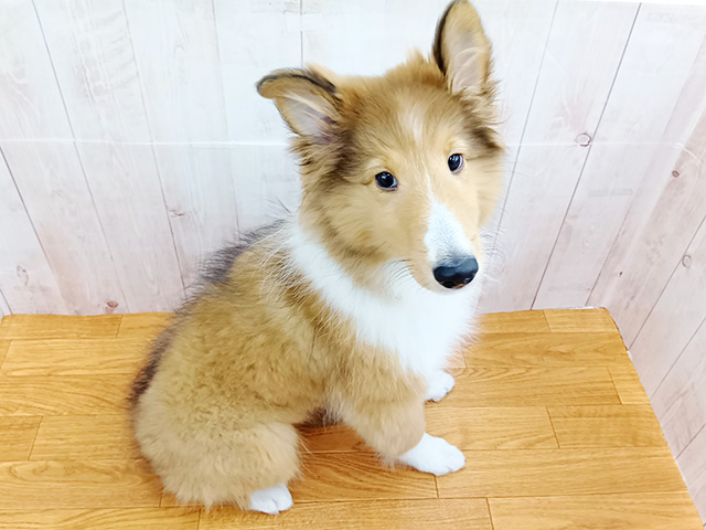 シェットランドシープドッグ, 性別 男の子, 誕生日 2026/02/24, 毛色 セーブルホワイト, 出身 福岡県, 店舗 埼玉大井店(埼玉県), お問い合わせ番号 500427214