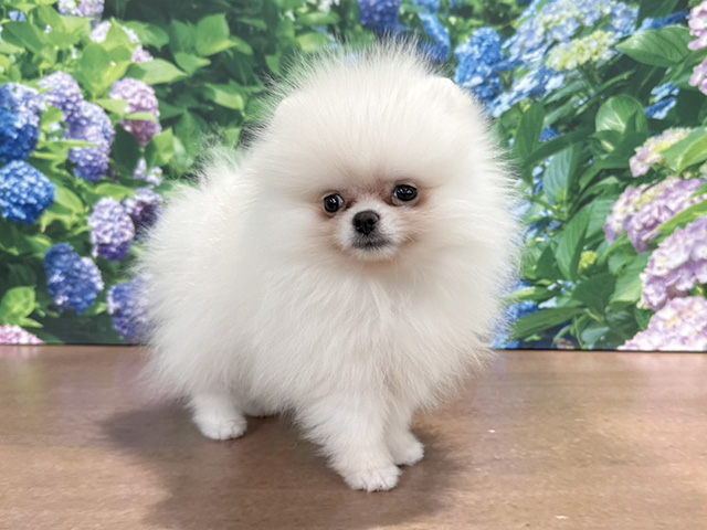 埼玉県のポメラニアン (ペッツファースト与野店/2026年4月15日生まれ/男の子/ホワイト)の子犬