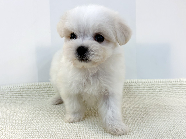 京都府のハーフ犬・ミックス犬 (ペッツファースト京都八幡店/2026年4月14日生まれ/男の子/ホワイト)の子犬の1枚目の画像